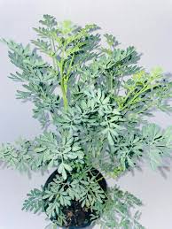 Image result for Ruta graveolens