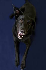 The coat comes in a variety of colors, including gold, yellow, cream, and black. Dog For Adoption Max B A Black Labrador Retriever Golden Retriever Mix In Cincinnati Oh Petfinder