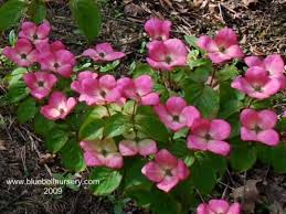 Check spelling or type a new query. 15 Summer Flowering Trees Ideas Flowering Trees Summer Flowers Woodland Garden