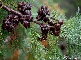 Image result for Callitris