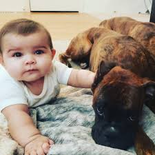 How to help a dog with epilepsy?