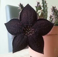 Image result for Tridentea