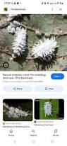 Image result for Mealybug cucumber