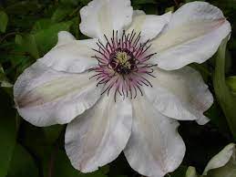 Эти клематисы получится вырастить каждому! Clematis Lawsoniana Wikispecies