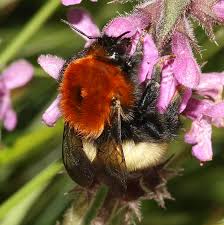 Image result for Bombus muscorum