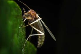 how to get rid of gnats pestkilled