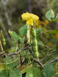 Image result for Vigna luteola