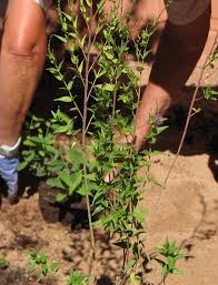 Sugar bush varies in size from two to more than eight meters in height. 2