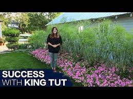 How To Have Success With King Tut Grass Garden Answer Youtube Grasses Garden Tropical Garden Garden Help