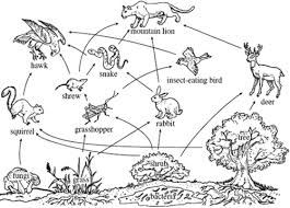 Check spelling or type a new query. Food Web Food Chain Energy Pyramid Flashcards Quizlet