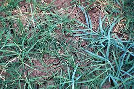 Image result for Digitaria abyssinica
