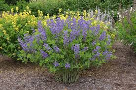 Australis, i'm a bit worried it could become weedy in my yard, so i'm growing it in a pot for now. Mt Cuba Center Baptisia Purple Smoke Mt Cuba Center