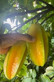 Image result for Averrhoa carambola