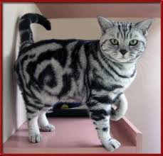 Charcoal lynx point spotted male. Bengal Cat Facts Bengal Cat World