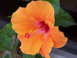 Hibiscus Orange Yellow Hibiscus Flowers Hibiscus Bouquet
