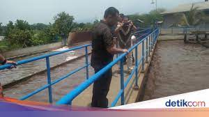 Pt teh gelas alamat wangi pandaan : Dituding Cemari Sungai Wangi Produsen Teh Gelas Hentikan Produksi