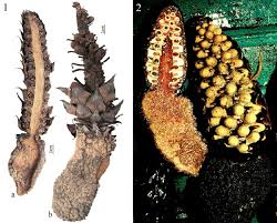 Image result for Balanophoraceae