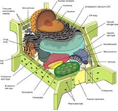 We did not find results for: Plant Cell Diagram Diagram Quizlet