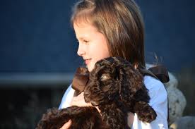 Austrailian labradoodle labradoodle breeders australian labradoodle puppies labradoodles chocolate labradoodle dogs and puppies doggies beagle dog labrador retriever dog. Chocolate Labradoodle Puppies