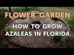 Very light shade is perhaps best. How To Grow Azaleas In Florida Youtube