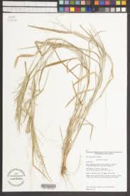 Image result for Panicum heterostachyum