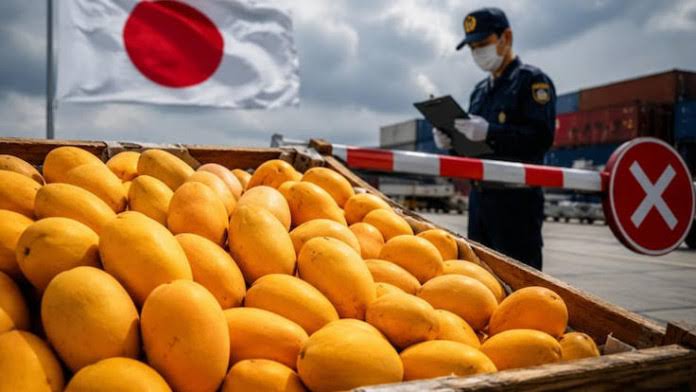 Japan bans Indian mango imports over quarantine facility flaws | The  Business Standard