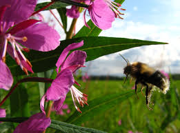 Image result for Bombus polaris