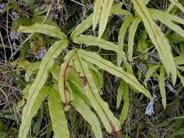 Image result for Pteris