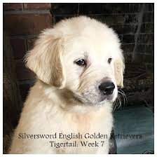 The goal was to combine these two highly popular breeds to create a dog that exhibits the best traits from both of them. Silversword English Golden Retrievers Silversword Akc Registered English Golden Retrievers