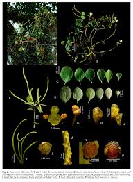 Image result for Peperomia fernandopoiana