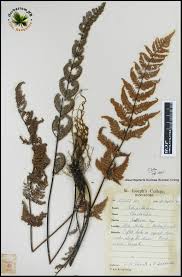 Image result for Aleuritopteris