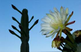 Reddit gives you the best of the internet in one place. Peruvian Apple Cactus Anders Tomlinsonanders Tomlinson