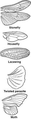 The wingless worker caste helps maintain the colony and feed the young. Insects Mu Extension