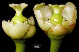 Image result for Clusiaceae