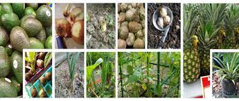 Check spelling or type a new query. Grocery Shelf To Garden Bed How To Regrow Store Bought Veggies