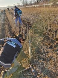 Doriți să înființați sau să reconvertiți o livadă de nuci cu fonduri europene, nerambursabile? Puieti De Alun Plantatii Alun Comercializare Puieti Alun Pepiniera Alun Plante Alun