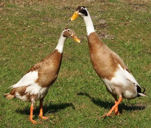 Indian Runner duck - Wikipedia