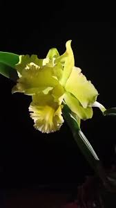 ☘️ Cát lan Sung Ya Green