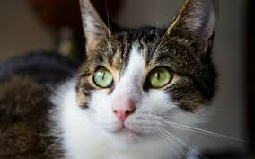 Historically, it is also referred to by its latin name, cornu cutaneum, and less commonly and more eponymously, as cornu cutaneum of rokitansky. Articles On Pet Medical Conditions
