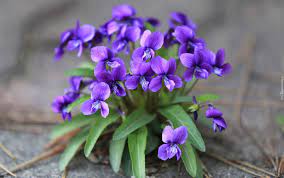 What does the surname violet mean besides a flower? February Birth Flower The Violet