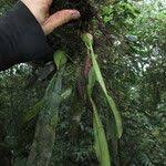 Image result for Bulbophyllum comatum