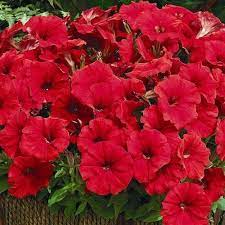 Petunia Seeds 118 Varieties Annual Flowers Seeds Annual Flowers Petunias Flower Seeds