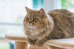 Types of Persian Cats - Animal Wised