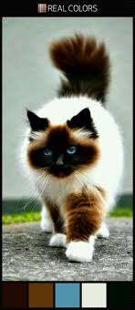 Siamese Cat Blue Eyes Color Swatch Palette Beautiful Cats Cute Cats Cute Animals