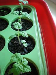 Fruiting plants however cannot be grown to maturity in the eve (tomatoes and strawberries are examples). Tiny Tim On Day 22 Story Of Chilli And Coleus