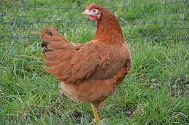 We did not find results for: La Poule Comme Animal De Compagnie