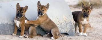Bebek Dingo Kopekler Kopek Kedi Kopek Kedi
