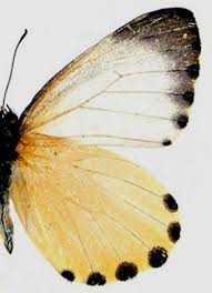 Image result for Globimetula anguliflora