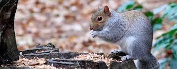 All about squirrels in the attic: Squirrel Control Removal Proofing Squirrels Jg Pest Control