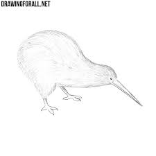 For boys and girls, kids and adults, teenagers and toddlers, preschoolers and older kids at school. How To Draw A Kiwi Bird